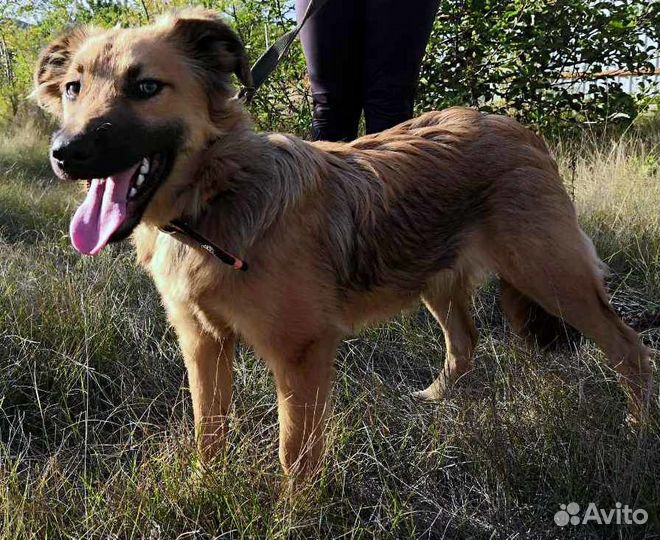 В добрые руки