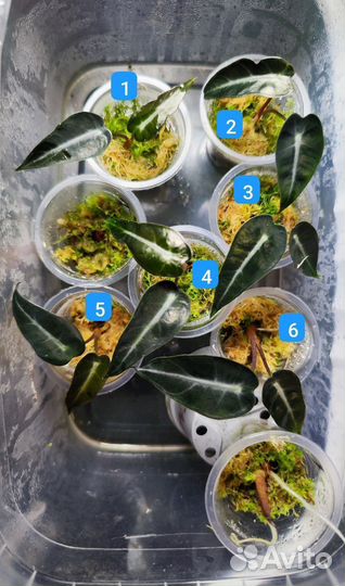 Алоказия Бамбино