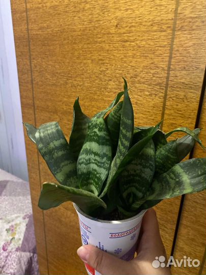 Сансевиерия