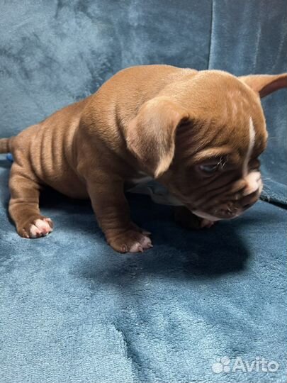 Американский булли микро экзот