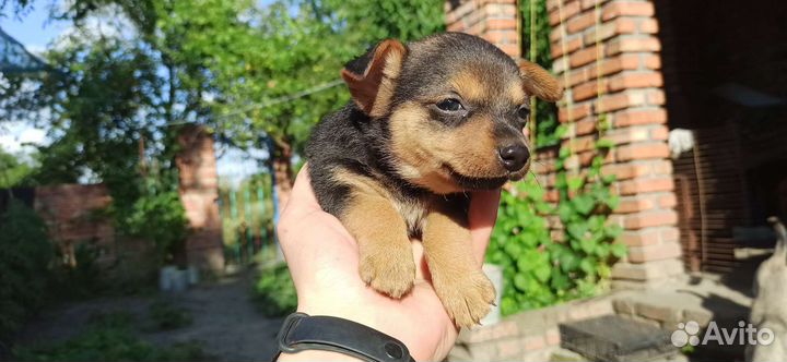 Щенки в добрые руки в дар