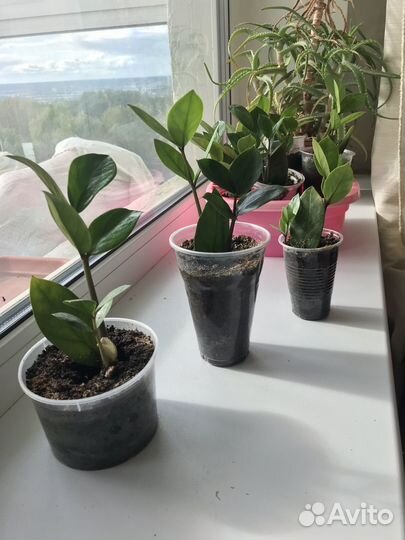 Замиокулькас