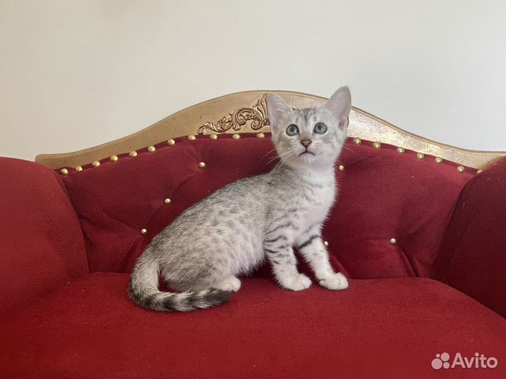 Египетская мау Снежок и Снежана