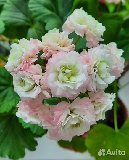 Сортовые пеларгонии