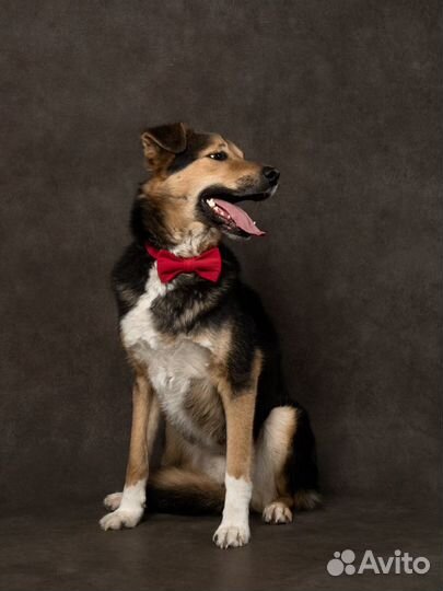 Собака Бонус