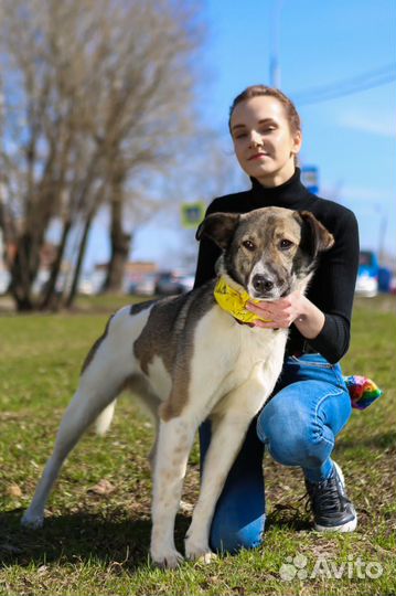 Молодой послушный пес в добрые руки
