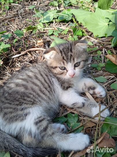 Отдам котят. Приучены к лотку