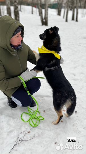 Щенуля в поиске дома и любящей семьи