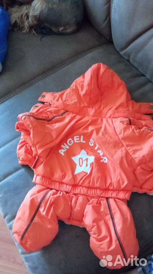 Одежда для собак мелких пород