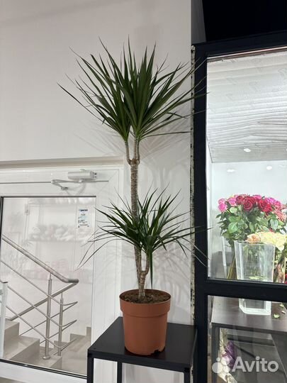 Комнатные растения.драцена