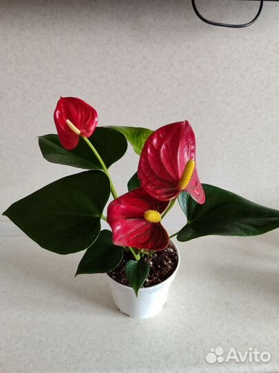 Антуриум красный