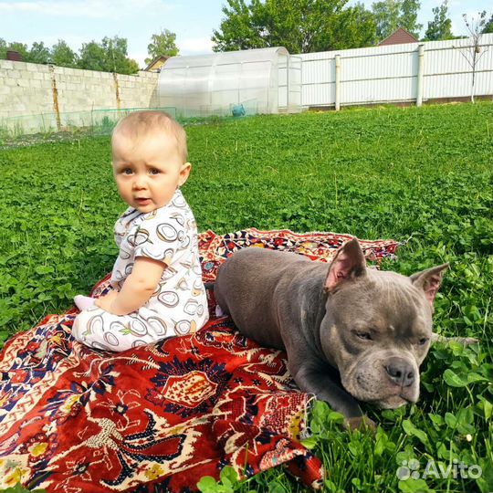 Американский булли