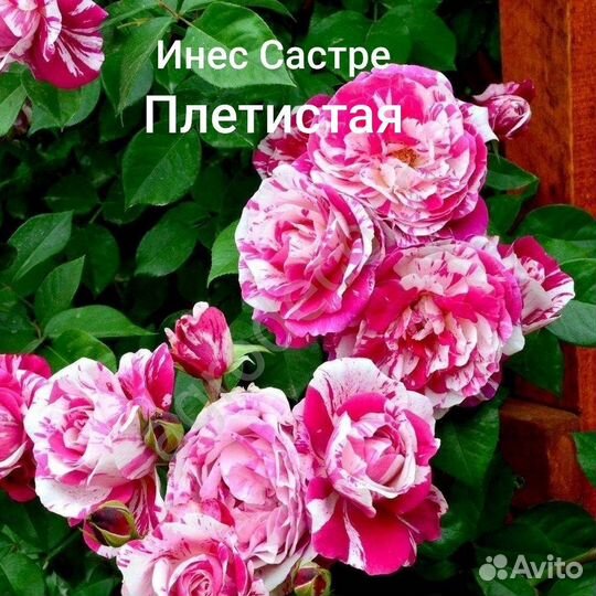 Саженцы роз. 25 сортов