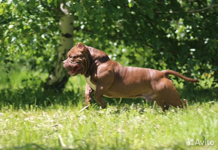 Американский булли вязка