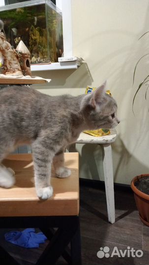 Кошка в дар бесплатно