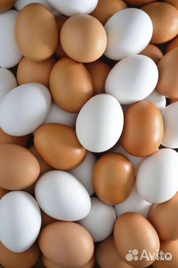 Куры несушки, молодки, яйцо домашнее