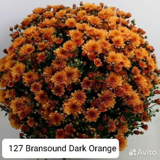 Хризантемы мультифлора