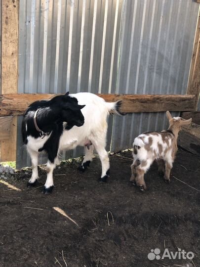 Козлята козы камеруно-нигерийские, камори