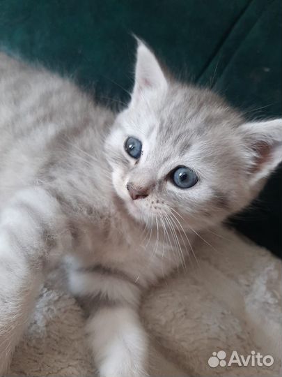 Котята