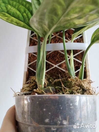 Монстера сп Перу (карстенианум) вар