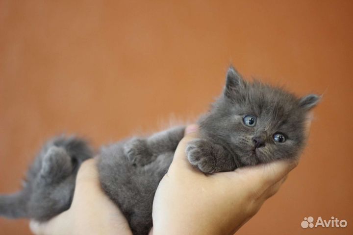 Котенок мальчик в добрые руки. 2 мес. сеня)