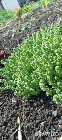 Очиток седум едкий