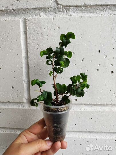 Фикус Барок