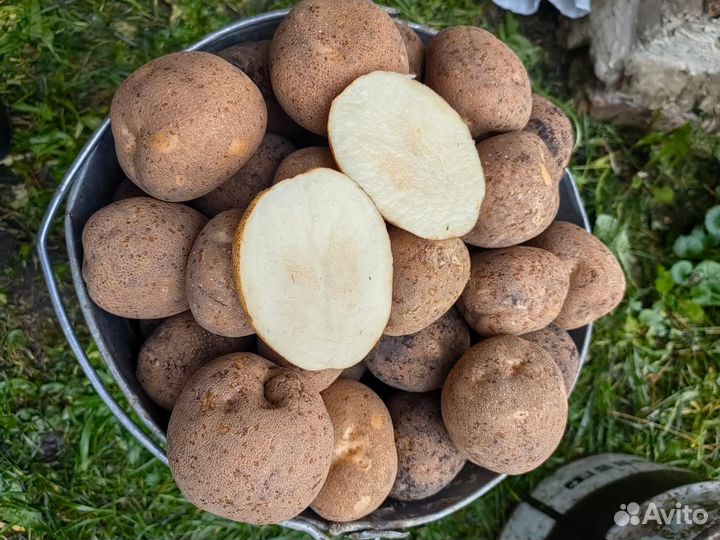 Продам картофель (урожай 2023)