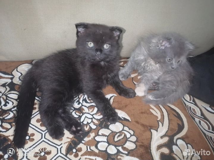 Кошка шотландская