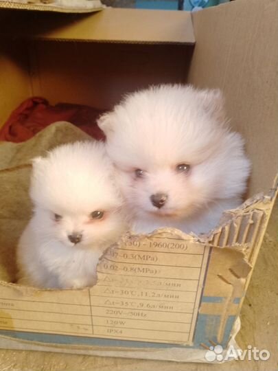 Щенки шпица мини