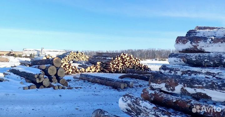 Пиловочник хвоя