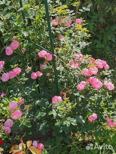 Многолетники для сада