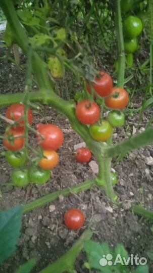 Домашние огурцы,кабачки,цукини