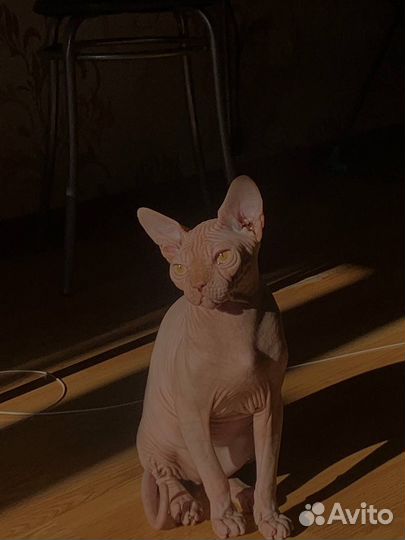 Сфинкс вязка