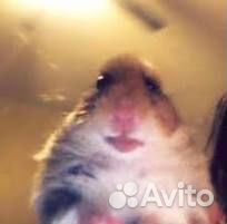 Возьму на передержку вашего грызуна бесплатно