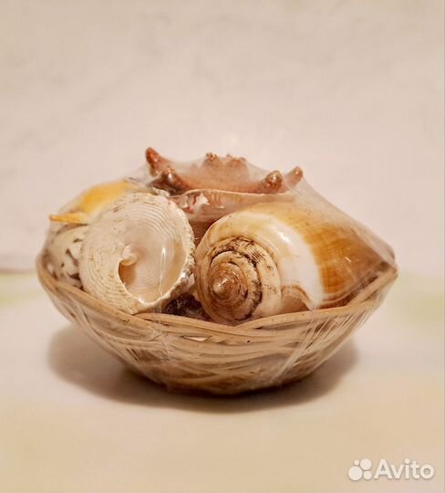 Набор ракушек для творчества и любования