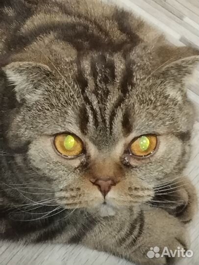 Кошка в дар