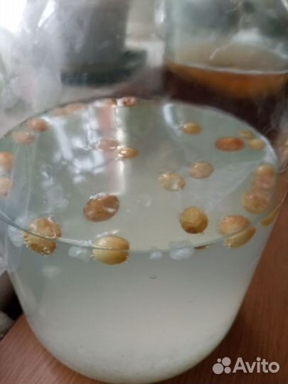 Индийский морской рис