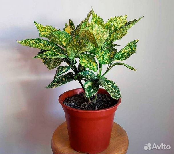 Цветы пальма аукуба золотое дерево денежное