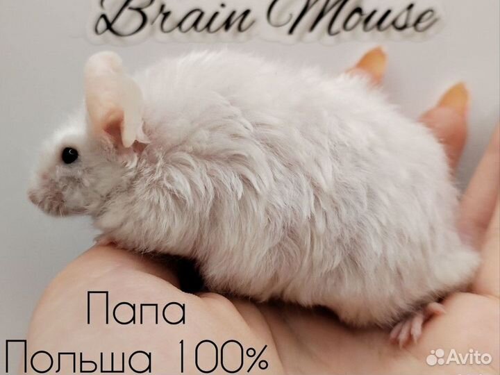 Декоративные мыши