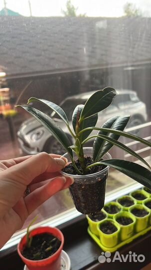 Фикус найроби