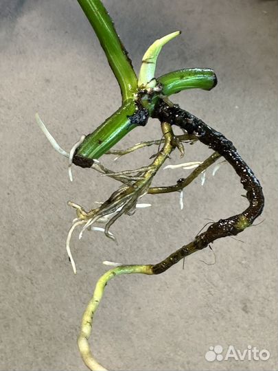 Монстера вариегатная альба