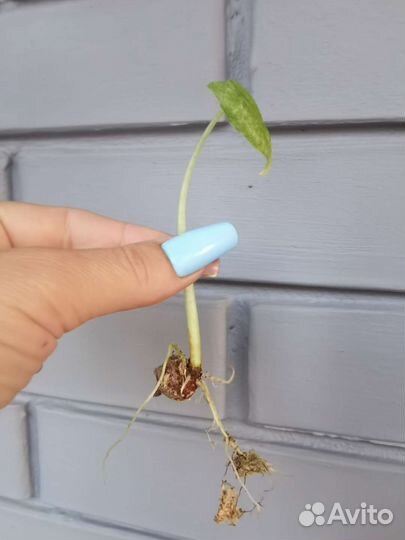 Алоказия мишольца вариегатная минт