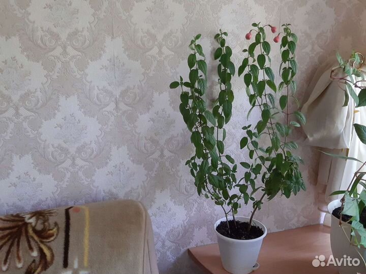 Фуксия