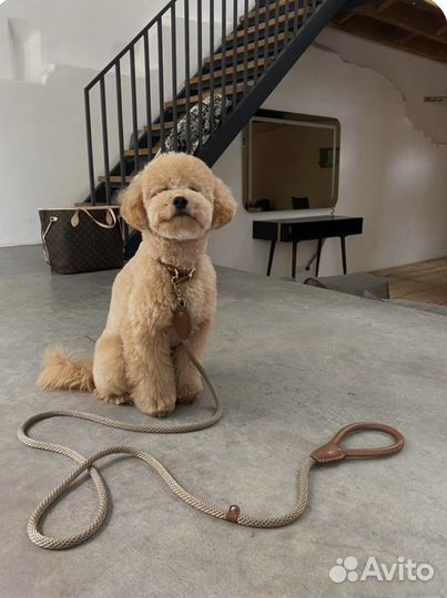 Передержка собак (зоопсихолог/грумер)