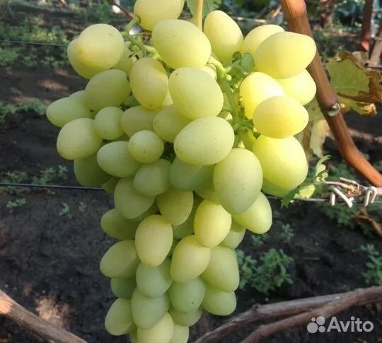 Саженцы винограда Ландыш