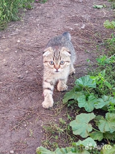 Шотландская вислоухая кошка в добрые руки