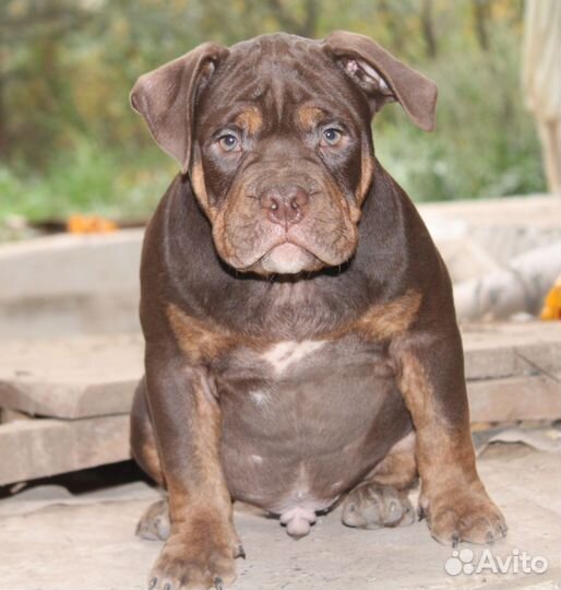 Американский булли щенки