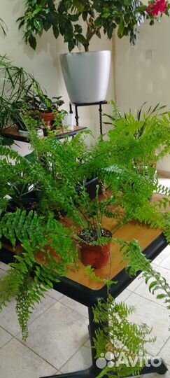 Нефролепис