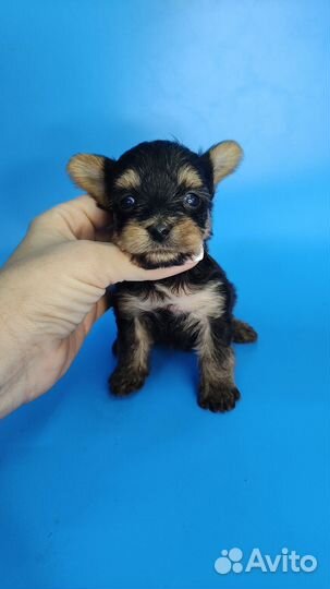 Малыш йорик